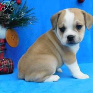 Dasher, Miniature Bulldog Puppy